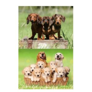 2x Dieren magneten 3D honden 10108266