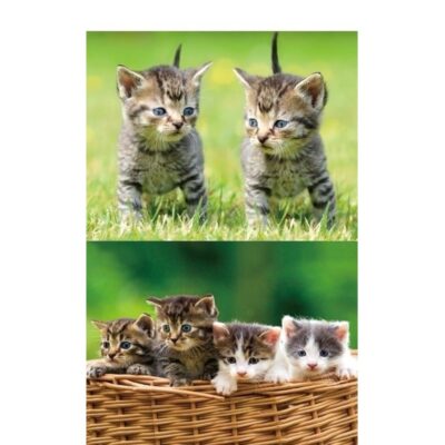 2x Dieren magneten 3D kittens 10108265