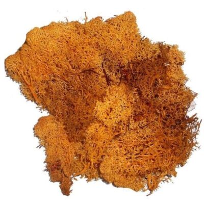 3x zakjes decoratie mos oranje 50 gram 10240613