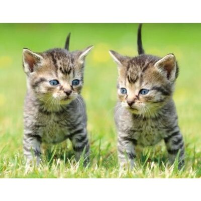 Dieren magneet 3D 2 kittens 10100722