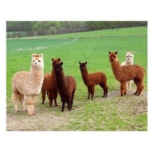 Dieren magneet 3D alpacas 10100730