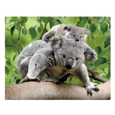 Dieren magneet 3D koalaberen 10100724