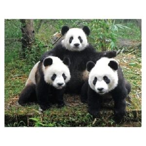 Dieren magneet 3D panda familie 10100713