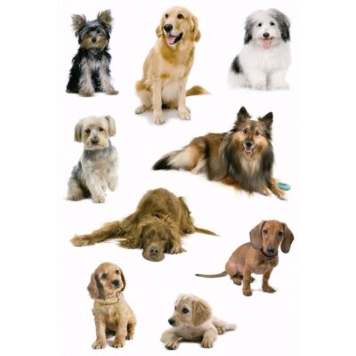 Dieren stickers hondjes 3 stuks 10095477